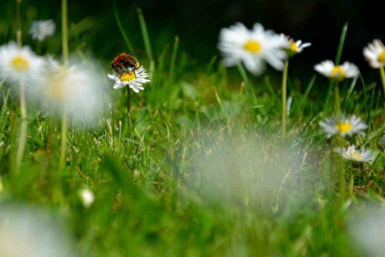 Tawny mining bee Rotpelzige Sandbiene Andrena fulva marcelwirth.de