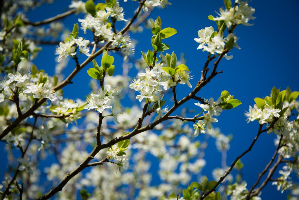 zwetschge Echte Zwetschge Prunus domestica subsp. domestica